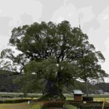 【樹齢3000年】川古の大楠とは？見どころ・所要時間・混雑を避けるコツを解説