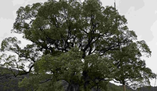 【樹齢3000年】川古の大楠とは？見どころ・所要時間・混雑を避けるコツを解説