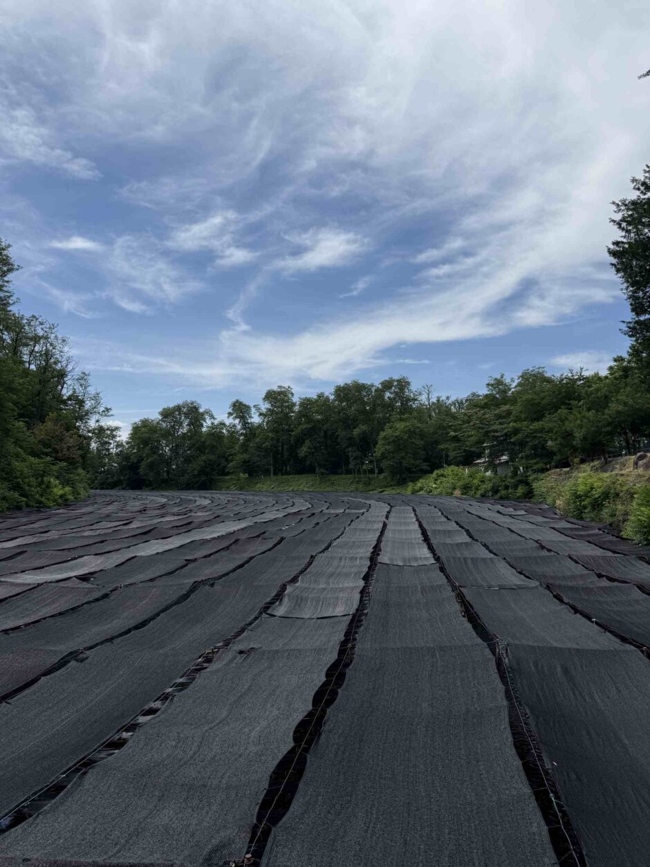 大王わさび農場 の風景