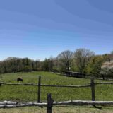 【入場無料で一日楽しめる】那須高原 南ヶ丘牧場とは？見どころ・所要時間・混雑回避を解説