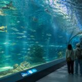 浅虫水族館 イルカショー