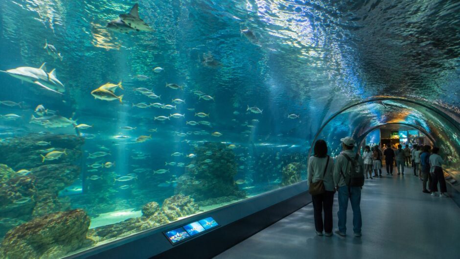 浅虫水族館 イルカショー